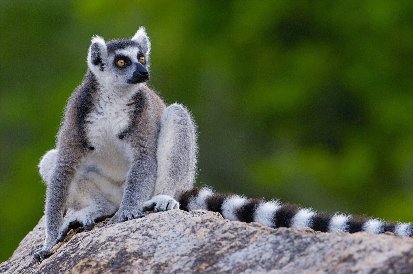 Madagaskar – een safari vol verrassingen