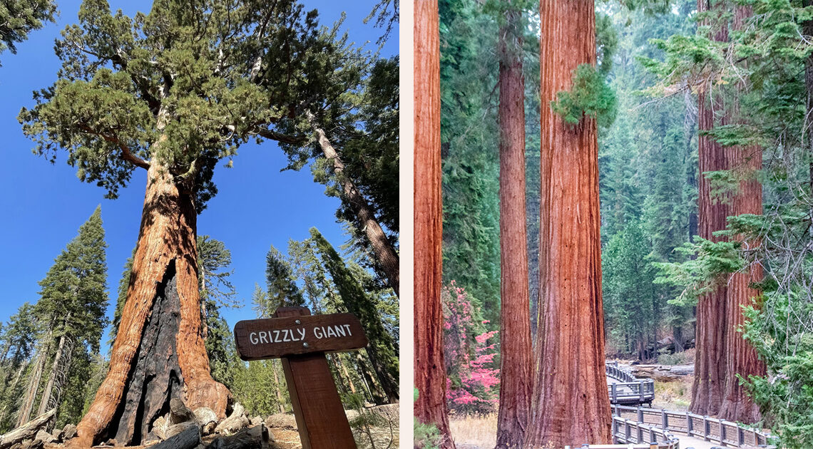 Sequoia National Park vs Redwood National and State Parks - welk park moet je bezoeken?