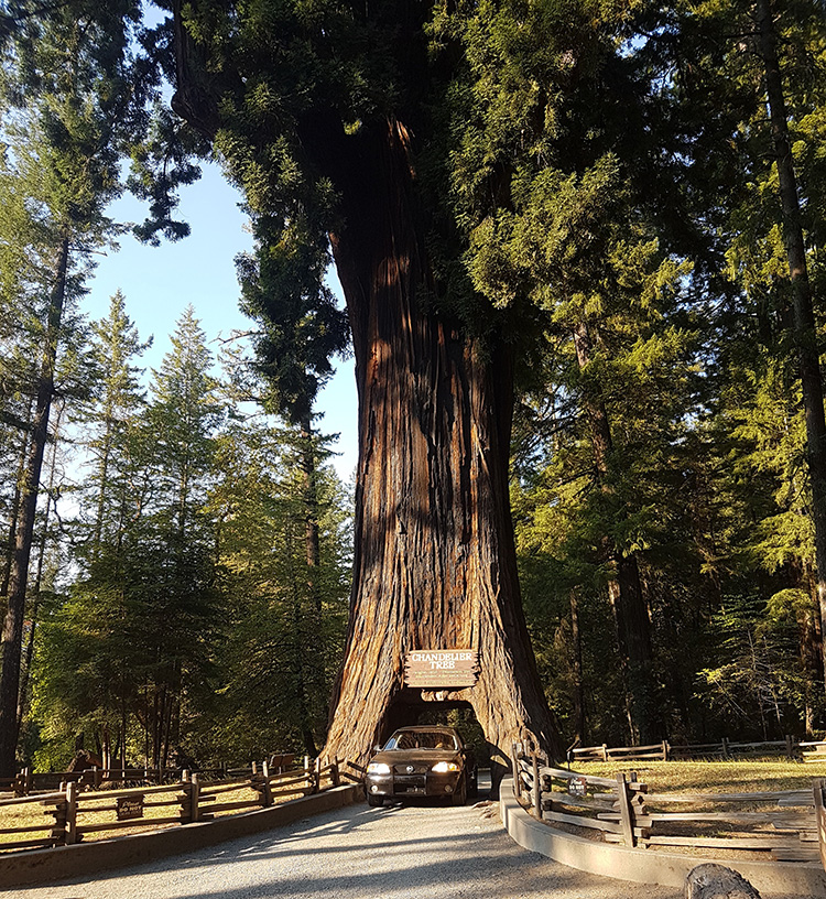 Wat kan je nog meer doen rondom Redwood National and State Parks