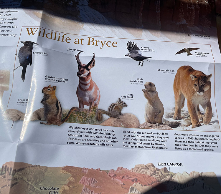 Wilde dieren Bryce Canyon
