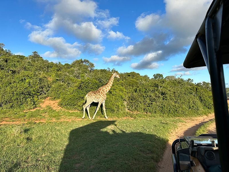 Giraffe Op safari in Schotia Game Reserve bij Port Elizabeth