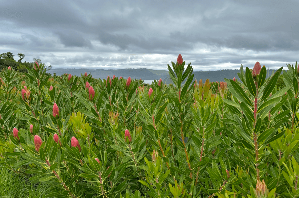 Protea bloemen groeien in Zuid-Afrika