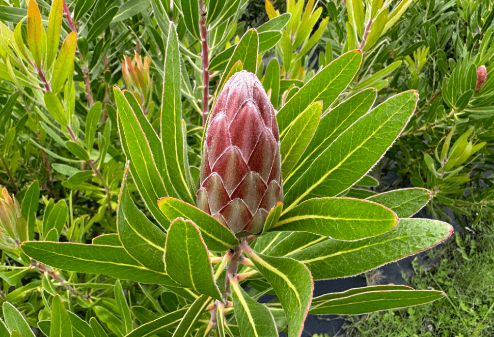 reuzenprotea Nationale bloem Zuid-Afrika