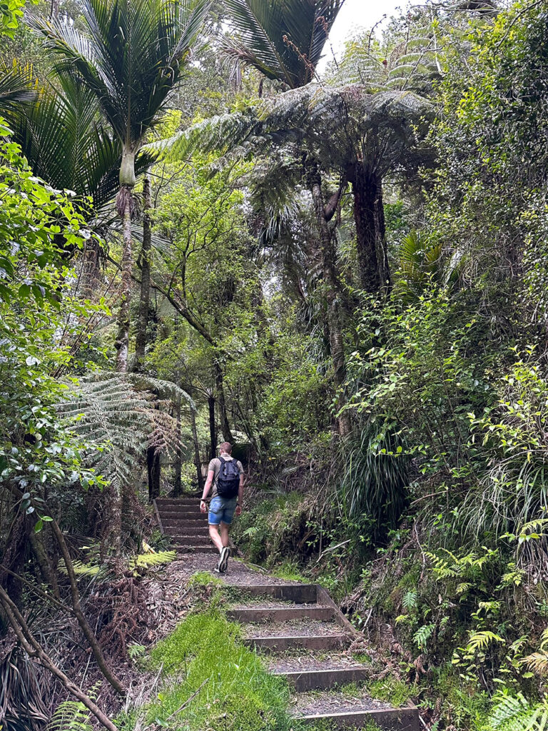 Tropisch wandelen Kauri Coromandel