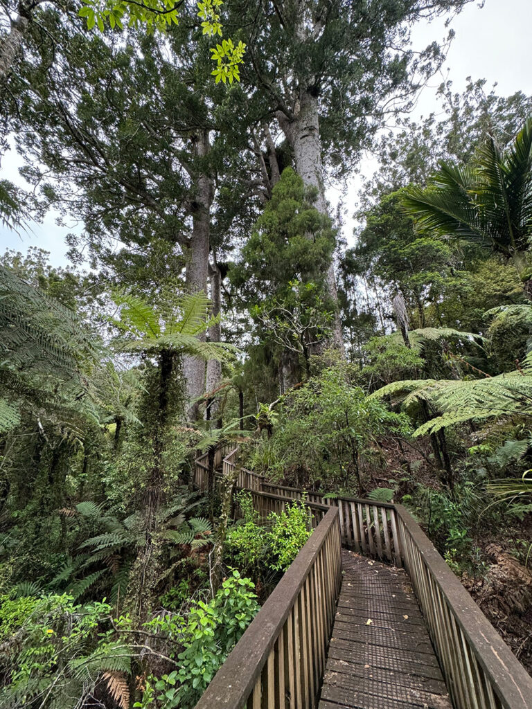 De Kauri boom in De Kauri Grove Lookout Walk