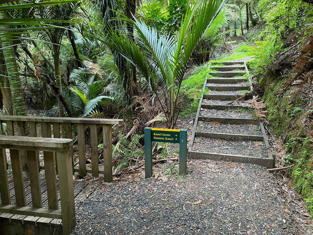 Het pad loopt rond De Kauri Grove Lookout Walk