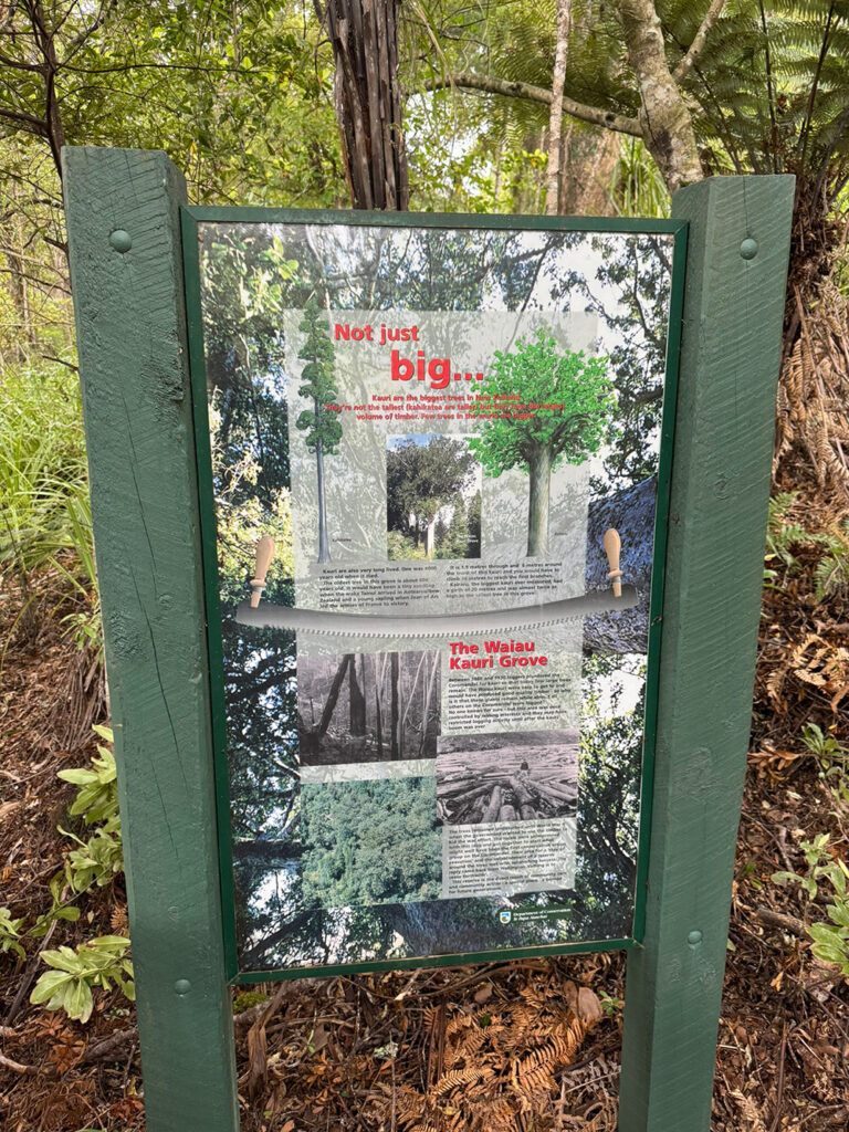 Kauri-bomen zijn groot en uniek