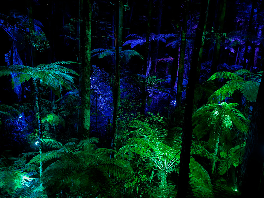 Redwoods Treewalk night tour Rotorua