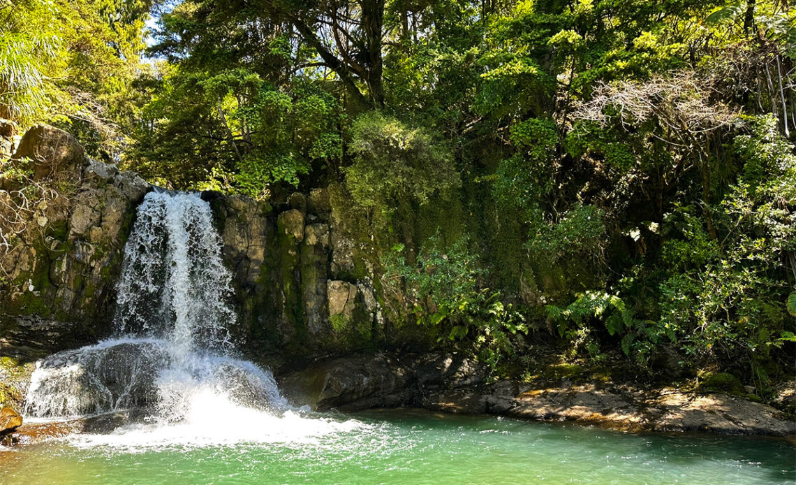 Waiau Kauri Grove & Waterval: de mooiste plek van het Coromandel-schiereiland