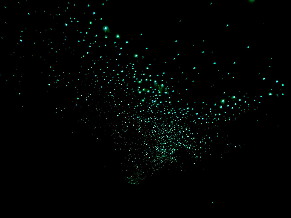 Glow worms fotograferen in Nieuw-Zeeland