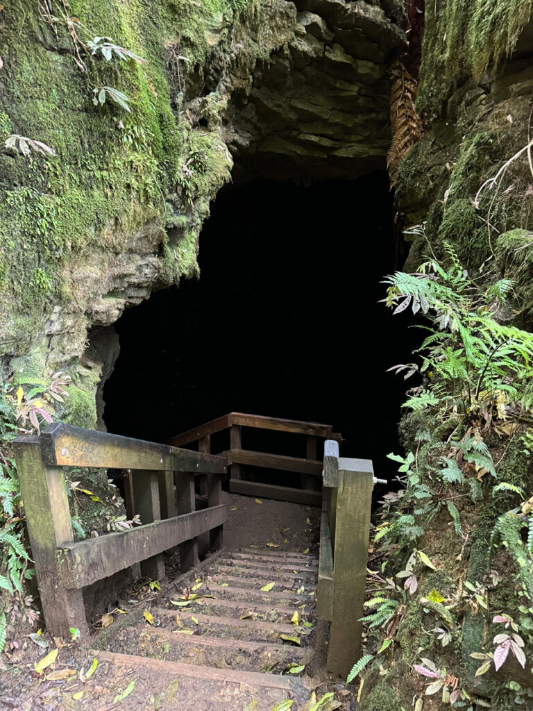 Piripiri Cave Walk Nieuw-Zeeland