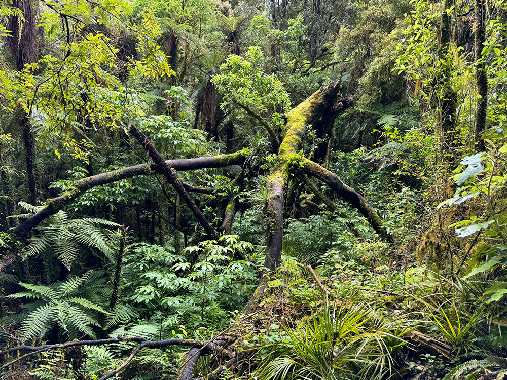 Ruakuri Bushwalk - bos, natuurlijke tunnels en grotten in Waitomo - bomen