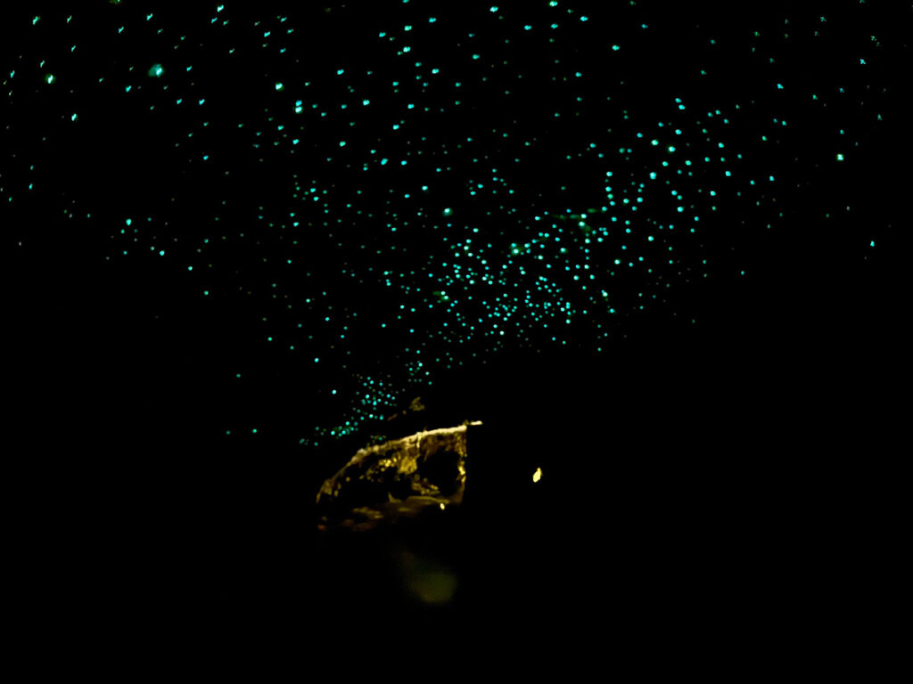 Waitomo Caves vs Spellbound Cave - wat is de mooiste glow worm grot in Nieuw-Zeeland