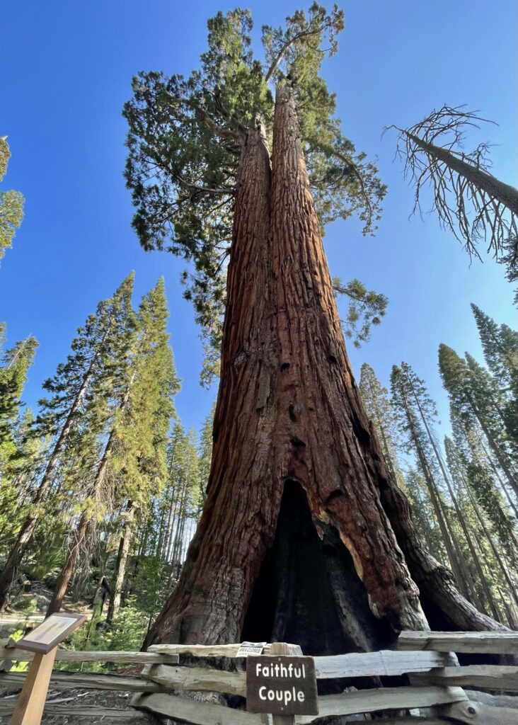 Sequoia boom