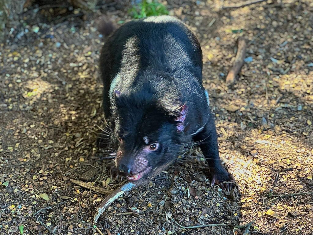 Tasmanian Devil bij Devils at Cradle 2