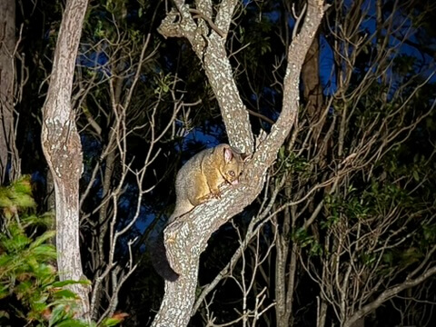 Australische possum (voskoesoe)