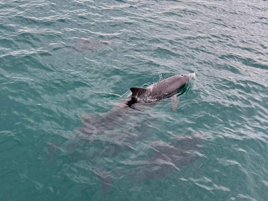Dolfijnencruise in Jervis Bay Huskisson