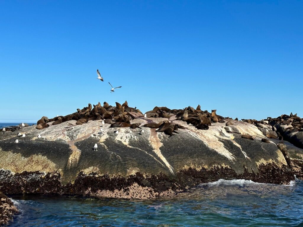 Seelöwen beobachten bei Kapstadt Bootstour zur Seal Island