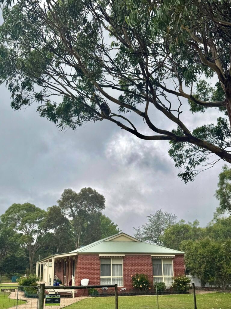 Avvistare koala a Raymond Island