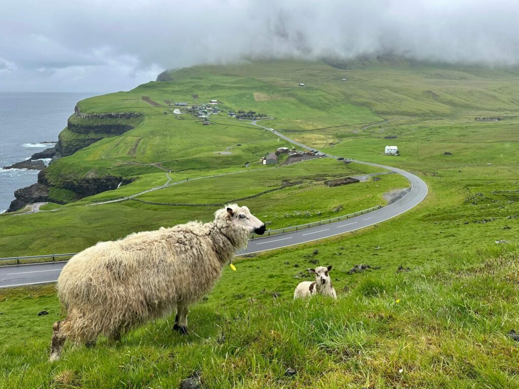 schapen langs de weg vlakbij Múlafossur Waterfall
